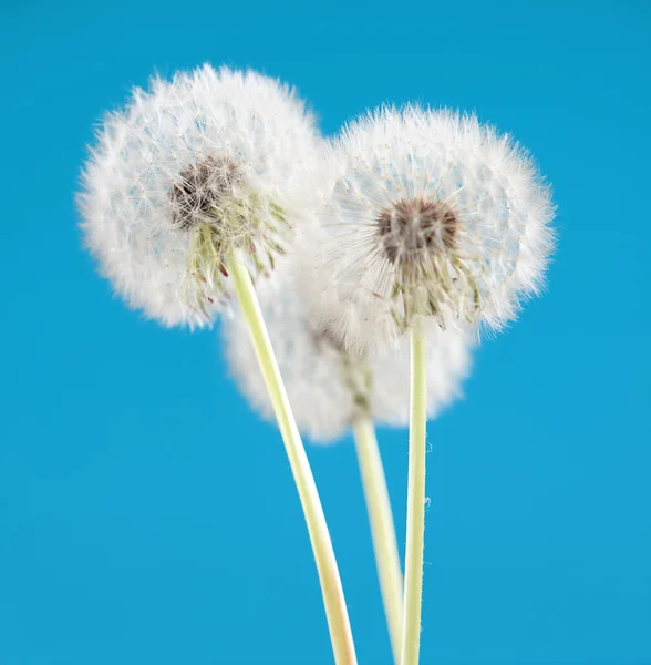 Flor de diente de león sobre fondo de color azul, muchos objetos de primer plano —  Fotos de Stock