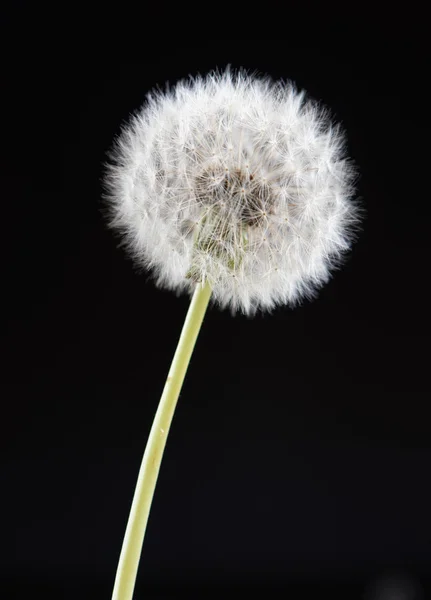 One dandelion flower on black color background, closeup object — Stock Photo, Image