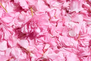 Sakura çiçek petal arka plan, parlak güneş ışığı, makro fotoğraf