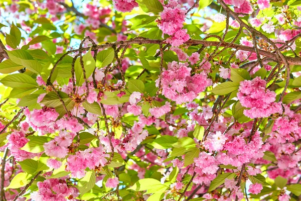 Sakura υποκαταστήματα ανθών σε έναν κήπο λουλουδιών, όμορφο ανοιξιάτικο τοπίο στο φωτεινή ημέρα — Φωτογραφία Αρχείου