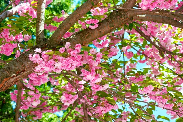 Sakura branches blossoms in a flower garden, beautiful spring landscape at bright day — Stock Photo, Image