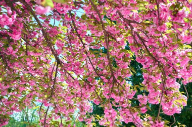 Sakura dalları çiçekleri güzel bahar manzara parlak gün bir çiçek bahçesinde
