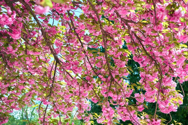 Sakura branches blossoms in a flower garden, beautiful spring landscape at bright day — Stock Photo, Image