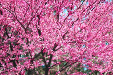 ağaç dalları çiçekleri Bahçe, güzel bahar manzara parlak gün içinde Pembe çiçek