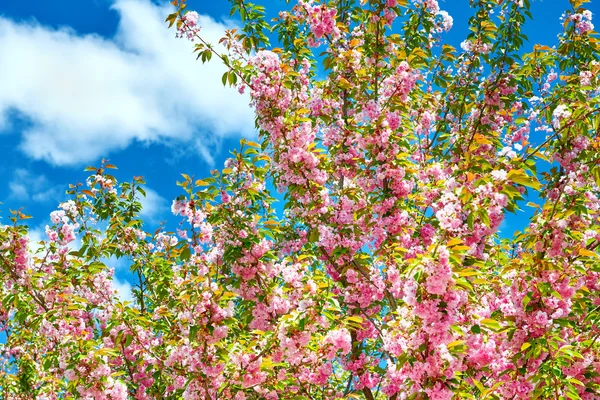 Sakura branches blossoms in a flower garden on sky background, beautiful spring landscape at bright day — Stock Photo, Image