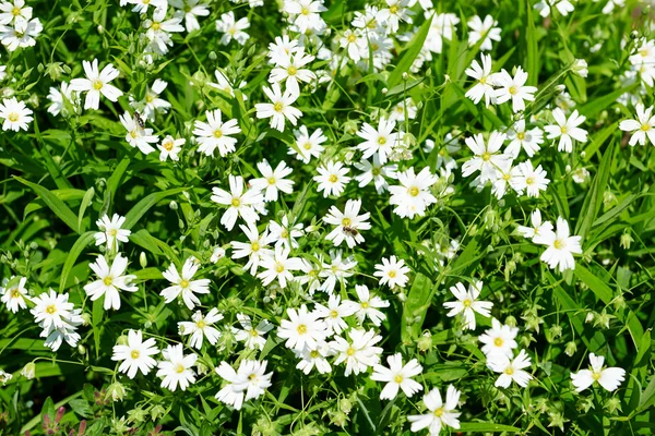 Weiße Wildblumen aus nächster Nähe, leuchtend grüne Wiese, wunderschöne Frühlingslandschaft — Stockfoto