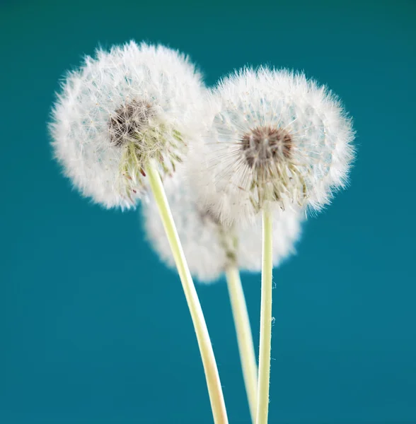 Yeşil mavi renk arka plan, birçok closeup nesne üzerinde Karahindiba çiçeği — Stok fotoğraf
