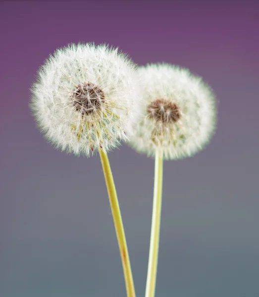 バイオレット色の背景、多くのクローズ アップのオブジェクト上のタンポポの花 — ストック写真