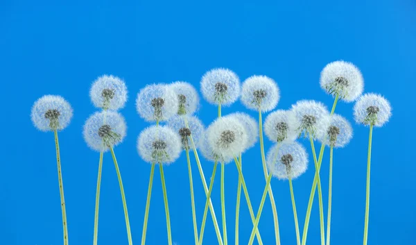 Pitypang virág a kék szín háttér, sok Vértes objektum — Stock Fotó