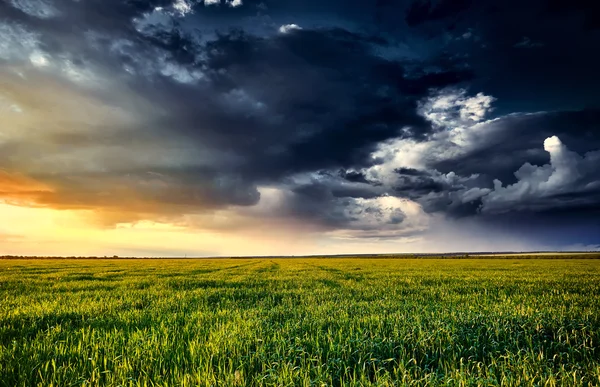 Sunset in green field, spring landscape, bright colorful sky and clouds as background — Stock Photo, Image