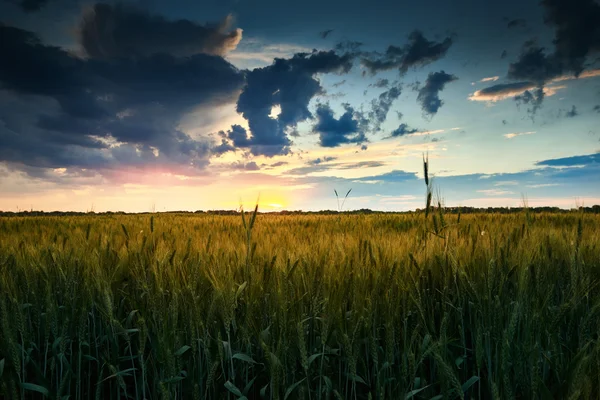 Beautiful sunset in field, summer landscape, bright colorful sky and clouds as background, green wheat — Stock Photo, Image