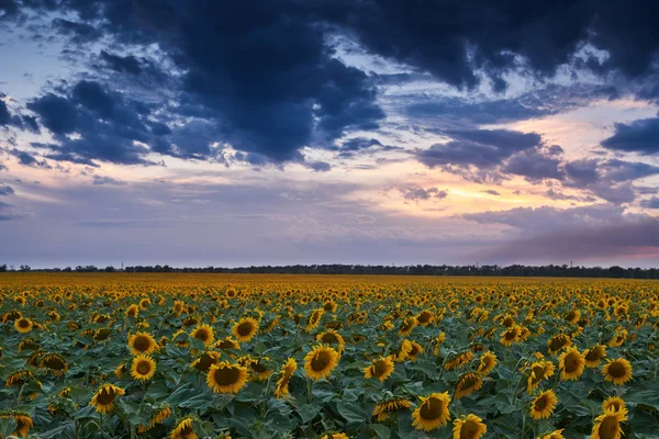Sunset in sunflower field, beautiful summer landscape, dark cloudy sky — Stock Photo, Image