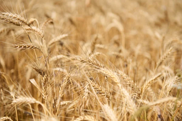 Spighe di grano primo piano, bellissimo paesaggio estivo — Foto Stock