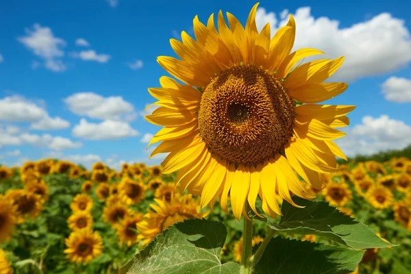 Campo di girasole primo piano, bellissimo paesaggio estivo — Foto Stock