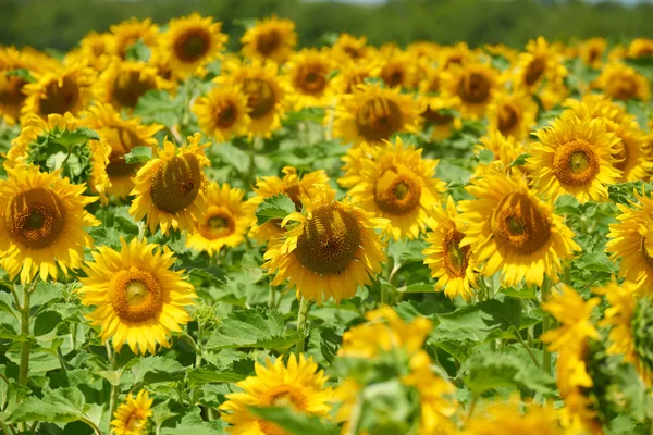 Sunflower field, yellow flower closeup, beautiful summer landscape — Stock Photo, Image