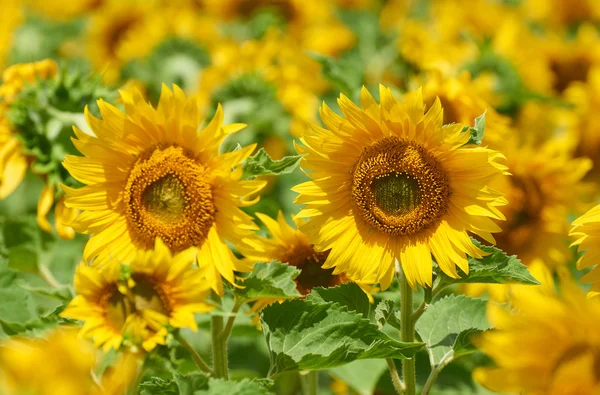 Girassol campo, flor amarela closeup, bela paisagem de verão — Fotografia de Stock