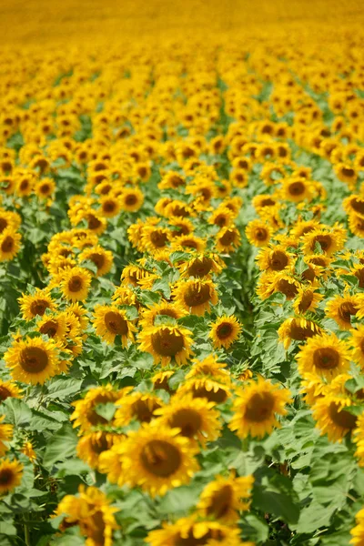Wiersze słoneczników w polu jako tło, piękne lato krajobraz — Zdjęcie stockowe