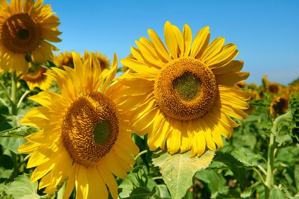 Champ de tournesol beau paysage d'été — Photo