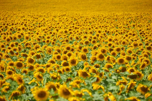 Filas de girasoles en un campo como fondo, hermoso paisaje de verano — Foto de Stock