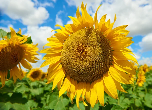 Jeden duży słonecznik w dziedzinie zbliżenia, pejzaż piękny letni — Zdjęcie stockowe