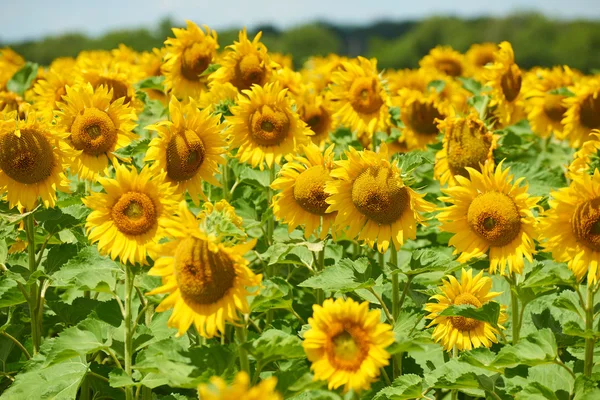 Campo de girassol bela paisagem de verão — Fotografia de Stock