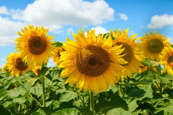 Sunflower field closeup, beautiful summer landscape — Stock Photo, Image