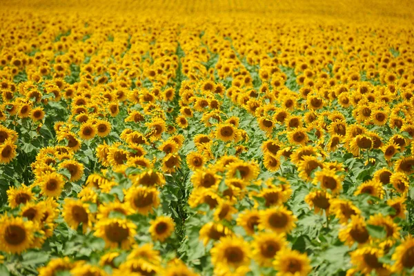 Rangées de tournesols dans un champ comme fond, beau paysage d'été — Photo