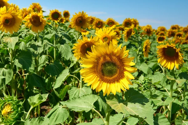 Champ de tournesol beau paysage d'été — Photo