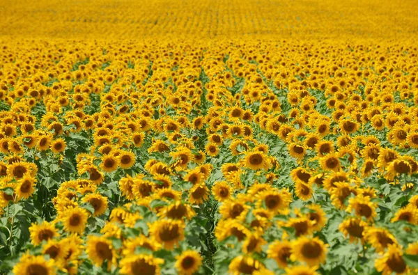 Rangées de tournesols dans un champ comme fond, beau paysage d'été — Photo