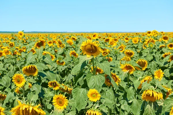 Champ de tournesol et ciel clair, beau paysage d'été — Photo