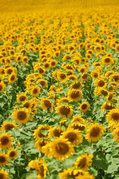 Rangées de tournesols dans un champ comme fond, beau paysage d'été — Photo