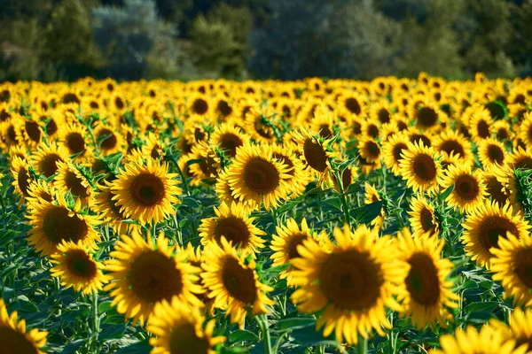 Solros Ljust Fält Med Gula Blommor Vackert Sommarlandskap Solnedgången — Stockfoto