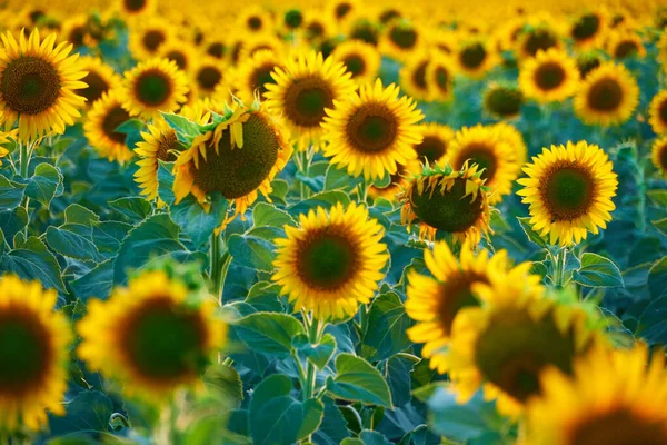 Bright Sunflower Field Beautiful Landscape Summer Day — Stock Photo, Image