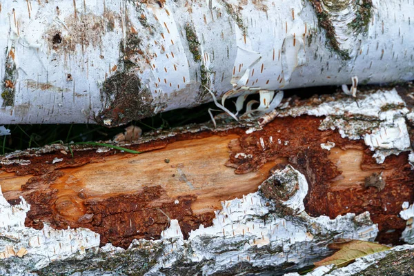 Stos Drewna Brzozowego Widok Kory Teksturę Lub Tło — Zdjęcie stockowe