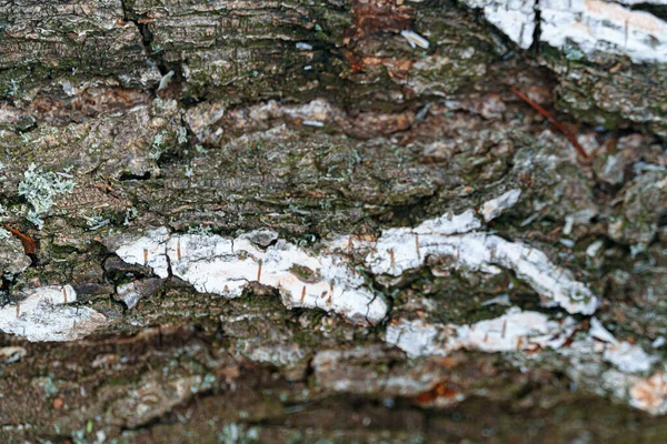 Mucchio Legno Betulla Vista Vicino Della Corteccia Texture Sfondo — Foto Stock