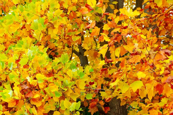 Tło Żółtych Liści Klonu Jesiennym Parku Miejskim Piękna Przyroda — Zdjęcie stockowe