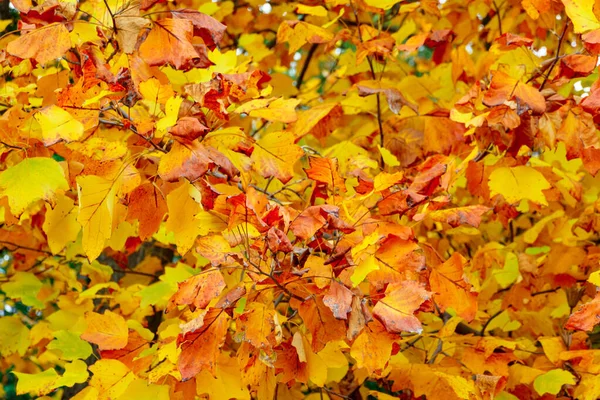 Background Yellow Maple Leaves Autumn City Park Beautiful Nature — Stock Photo, Image