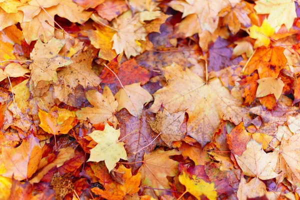 Pozadí Mokré Žluté Javorové Listy Podzimním Městském Parku Dešti Krásná — Stock fotografie