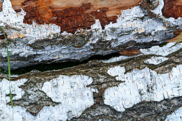 Stos Drewna Brzozowego Widok Kory Teksturę Lub Tło — Zdjęcie stockowe