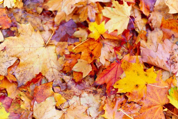 Pozadí Mokré Žluté Javorové Listy Podzimním Městském Parku Dešti Krásná — Stock fotografie