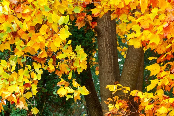 Tło Żółtych Liści Klonu Jesiennym Parku Miejskim Piękna Przyroda — Zdjęcie stockowe