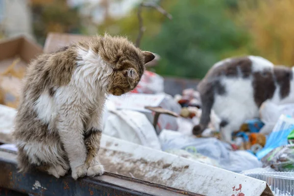Sokak Kedileri Çöplükte Yiyecek Arıyor — Stok fotoğraf