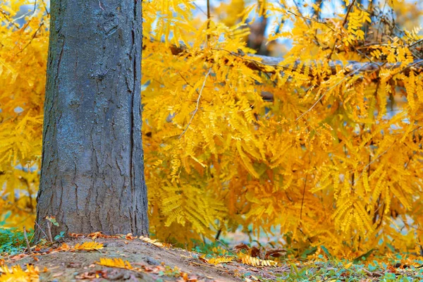 秋の公園の美しい自然 鮮やかな黄色の葉と木の幹を持つ木製のフェンスとブッシュ — ストック写真