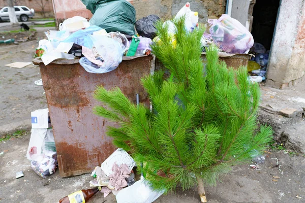 Ekoloji Konsepti Noel Ağacı Yeni Yıl Kutlamasından Sonra Çöplükte — Stok fotoğraf