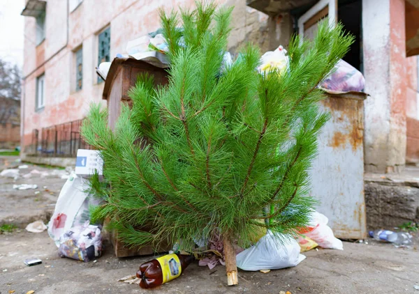 Ekoloji Konsepti Noel Ağacı Yeni Yıl Kutlamasından Sonra Çöplükte — Stok fotoğraf