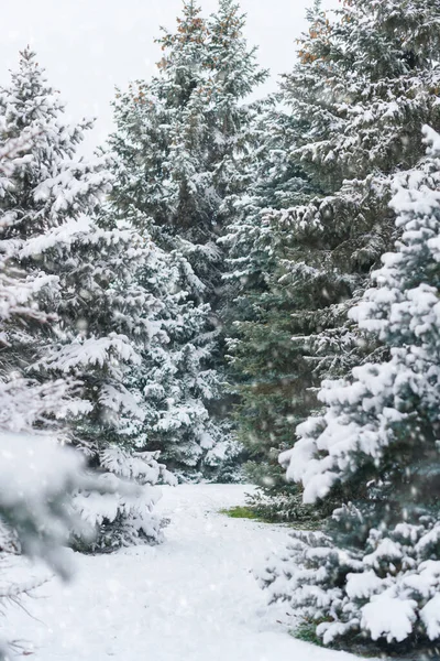 Eine Schneebedeckte Lichtung Und Tannen Winter Schöne Natur — Stockfoto