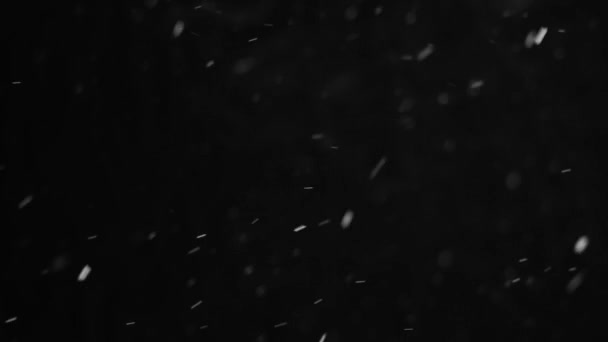 Real Falling Snow Black Background Winter Snowing Isolated Overlay — Stock Video