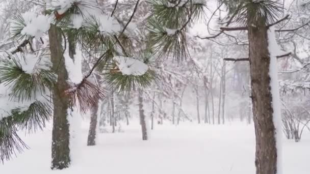 Téli Városi Park Fák Ágak Közelkép Hóban Hóesésben — Stock videók
