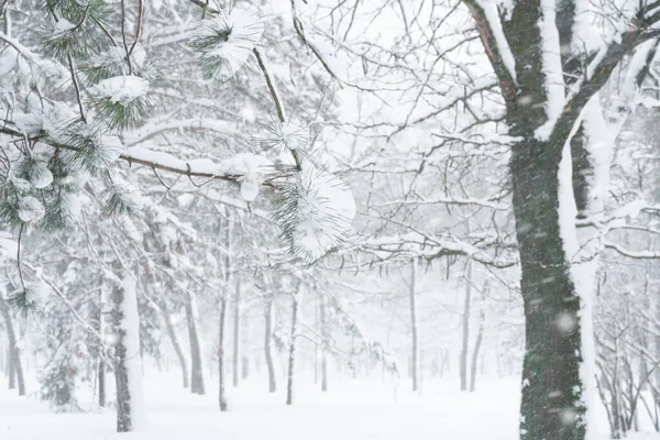 Kış Kenti Parkı Ağaçlar Dallar Karda Kar Fırtınasında Kar Yağışında — Stok fotoğraf