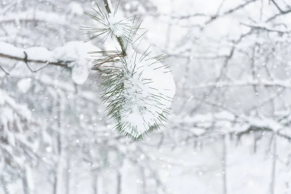 Inverno Parque Cidade Árvores Ramos Closeup Neve Nevasca Nevasca — Fotografia de Stock